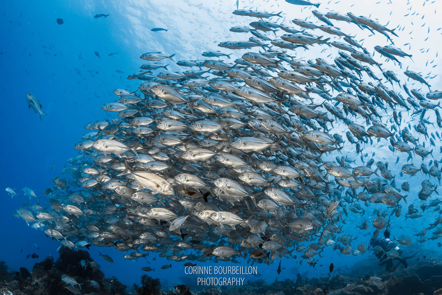Schooling fish at Blue Magic