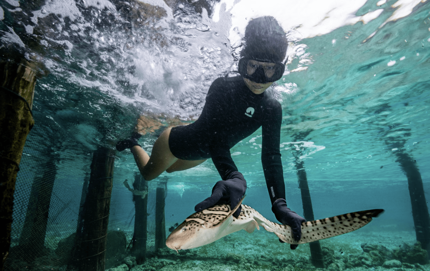 A snorkeler released a Zebra Shark into the sea