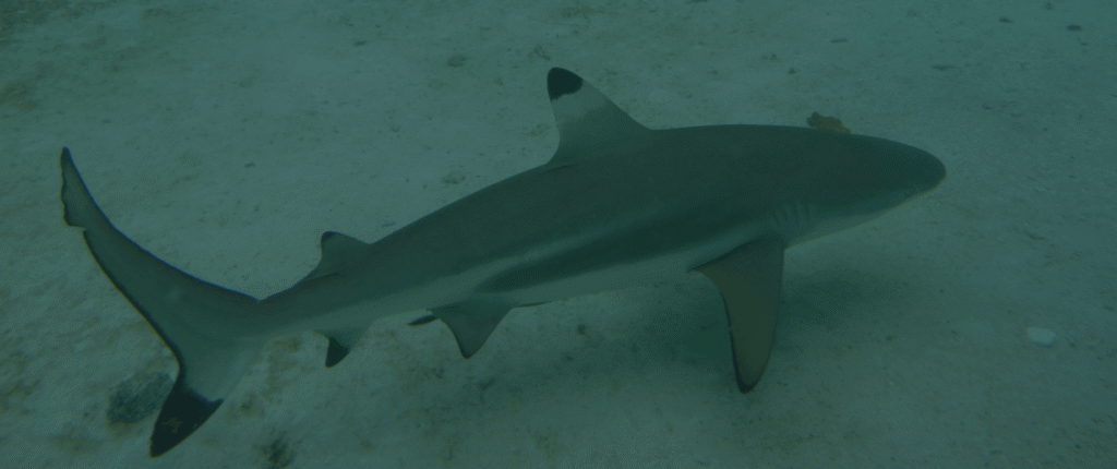shark