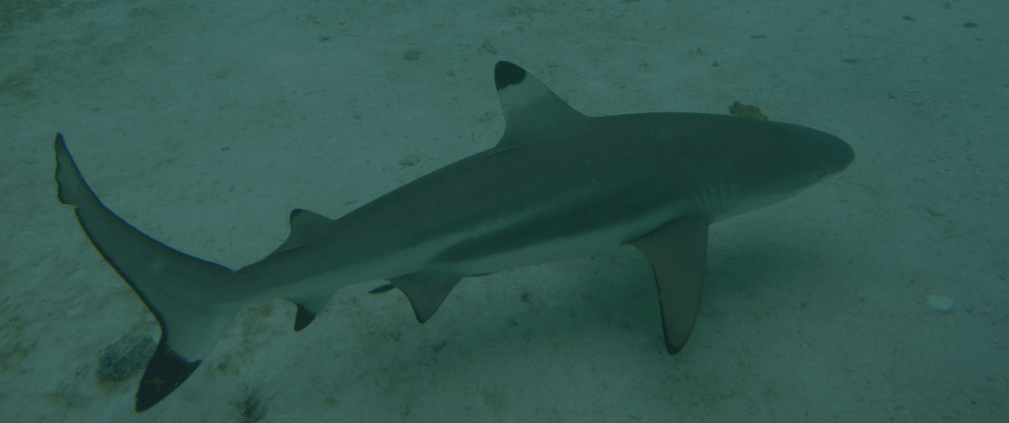 shark