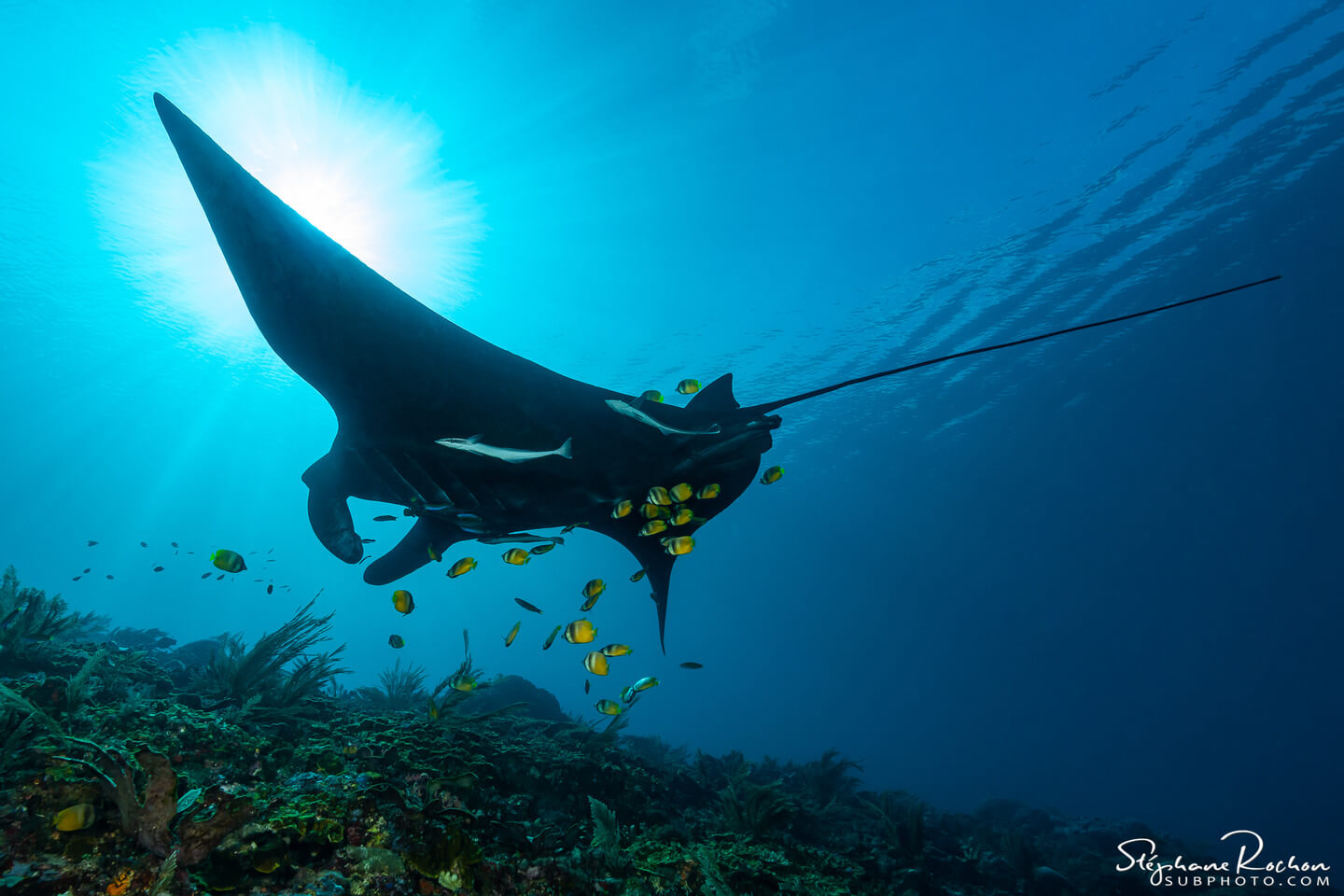 Manta in Raja Ampat