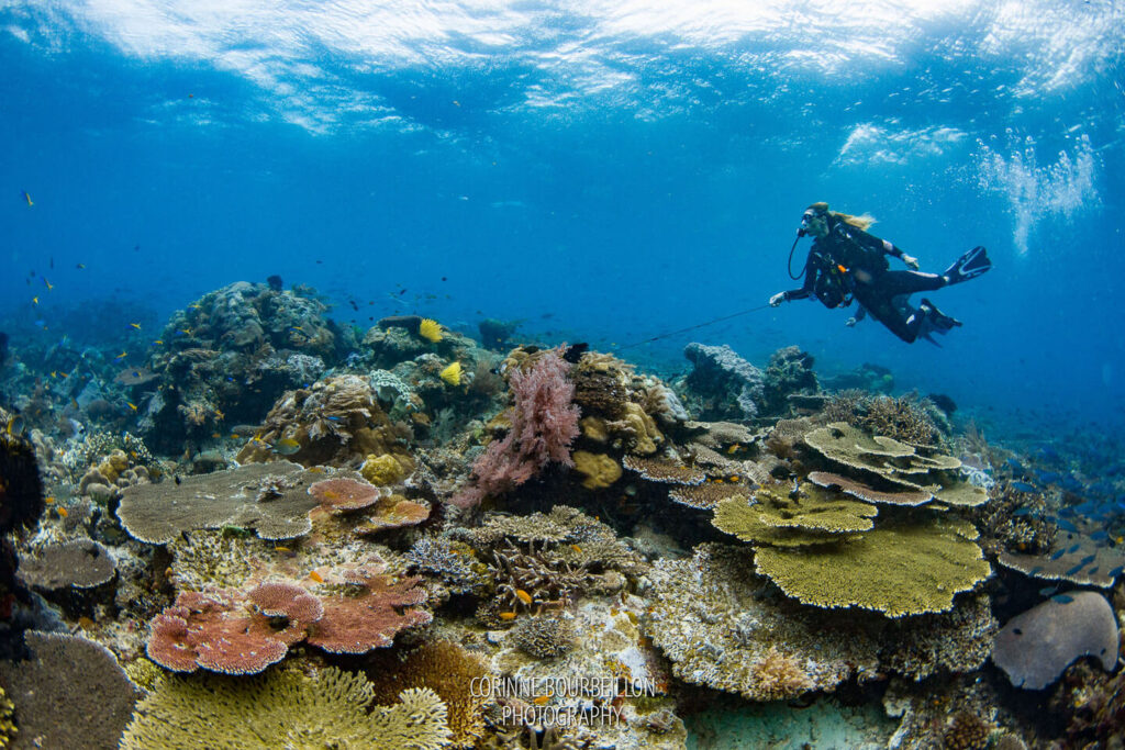 A scuba diver is diving on top a coral reefs in Raja Ampat