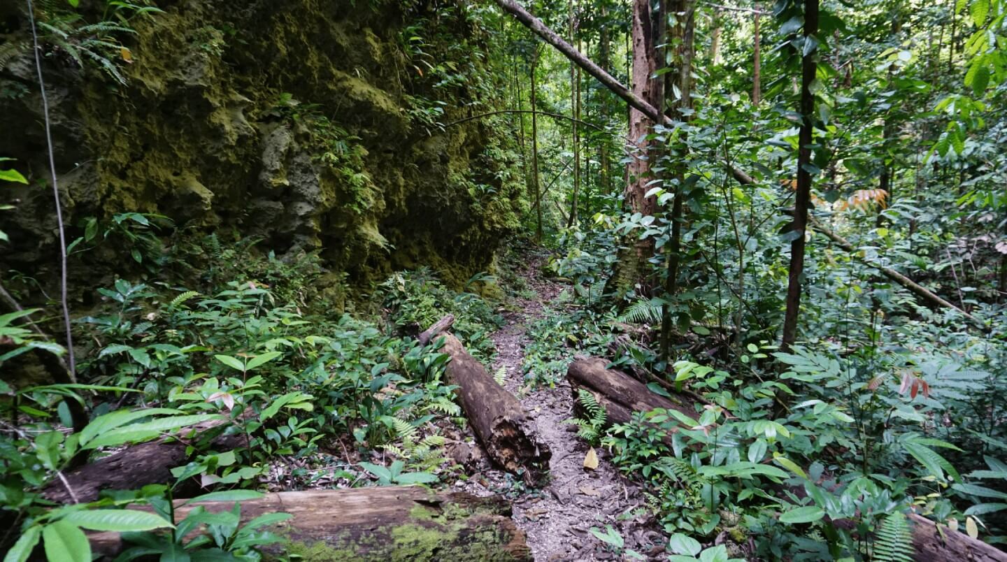 the hike for wilson bird of paradise
