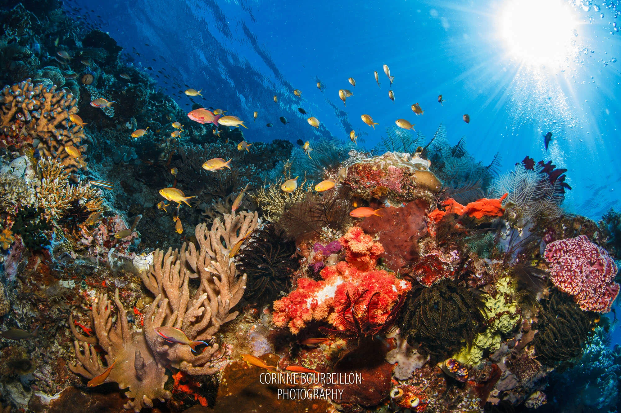 Sorido Coral Reefs Wall