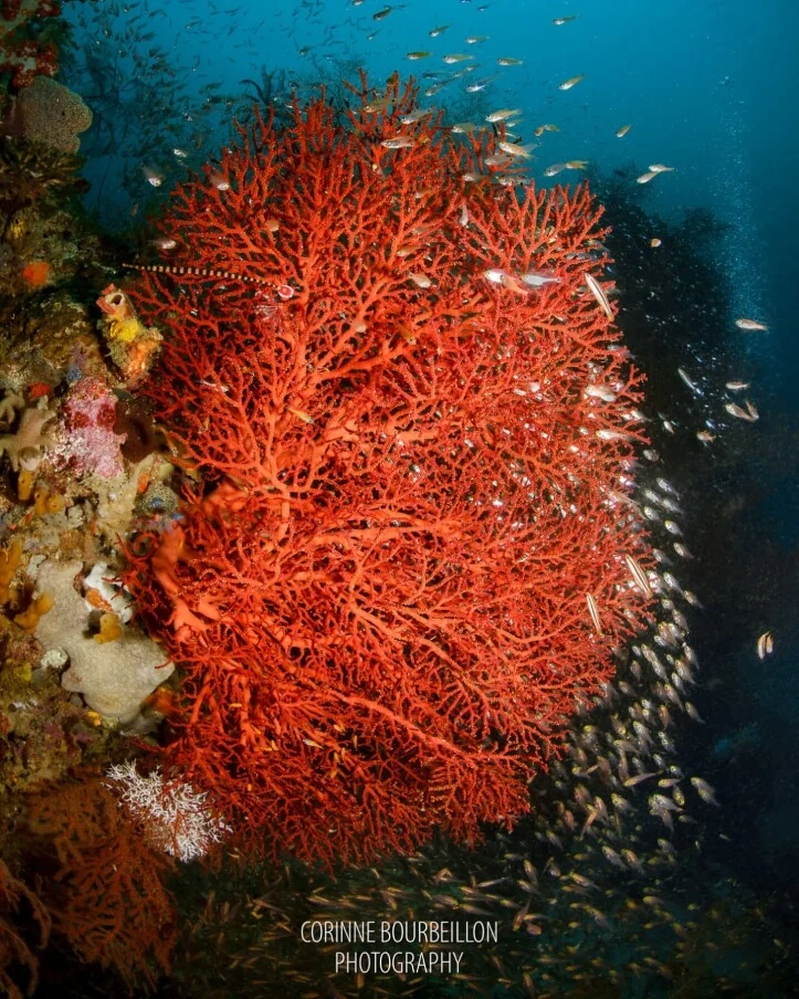 friwen wall dive site raja ampat
