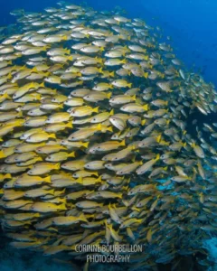 mioskon raja ampat
