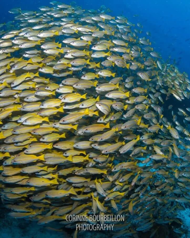 mioskon raja ampat