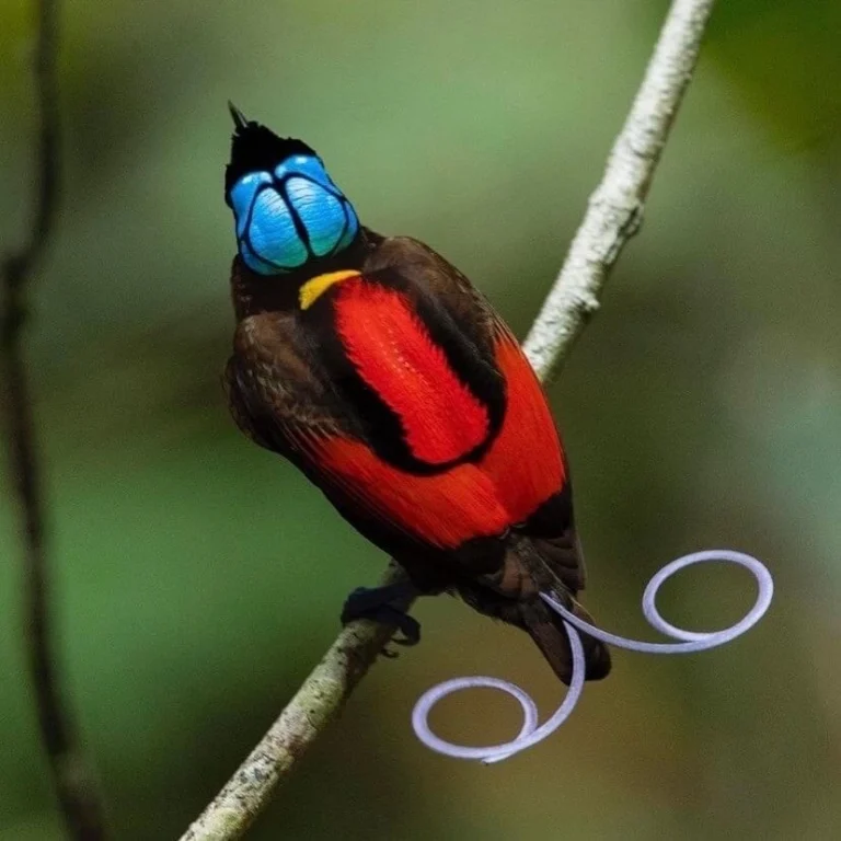 wilson's bird