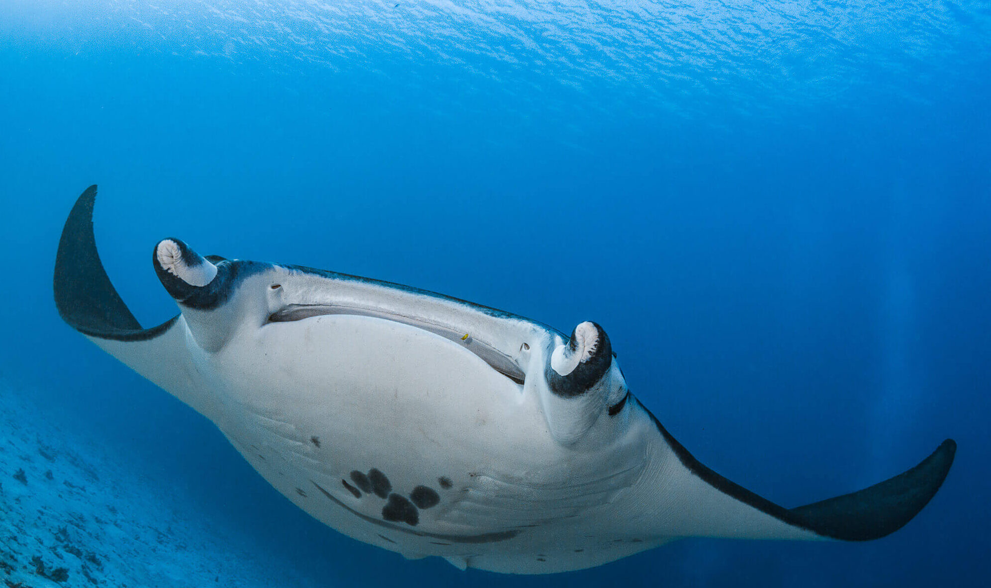 manta ray papua diving