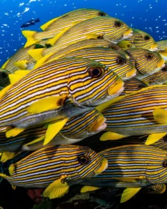 Raja ampat dive site, Ransiwor