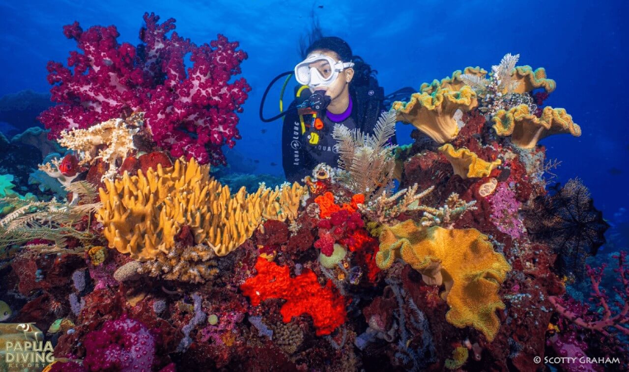 diver with beautiful coral