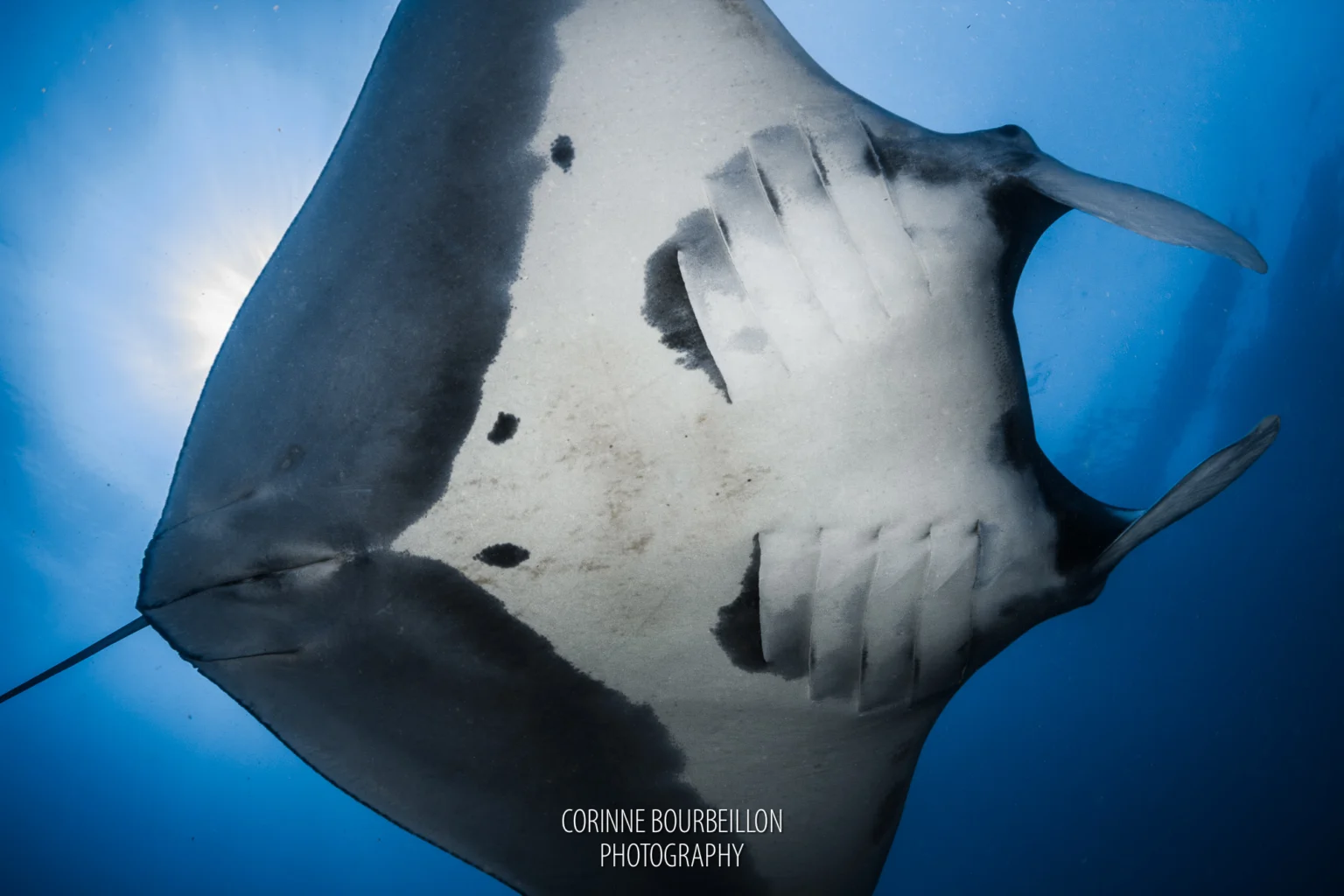 Manta Ray in Manta Sandy Diving Site - Raja Ampat