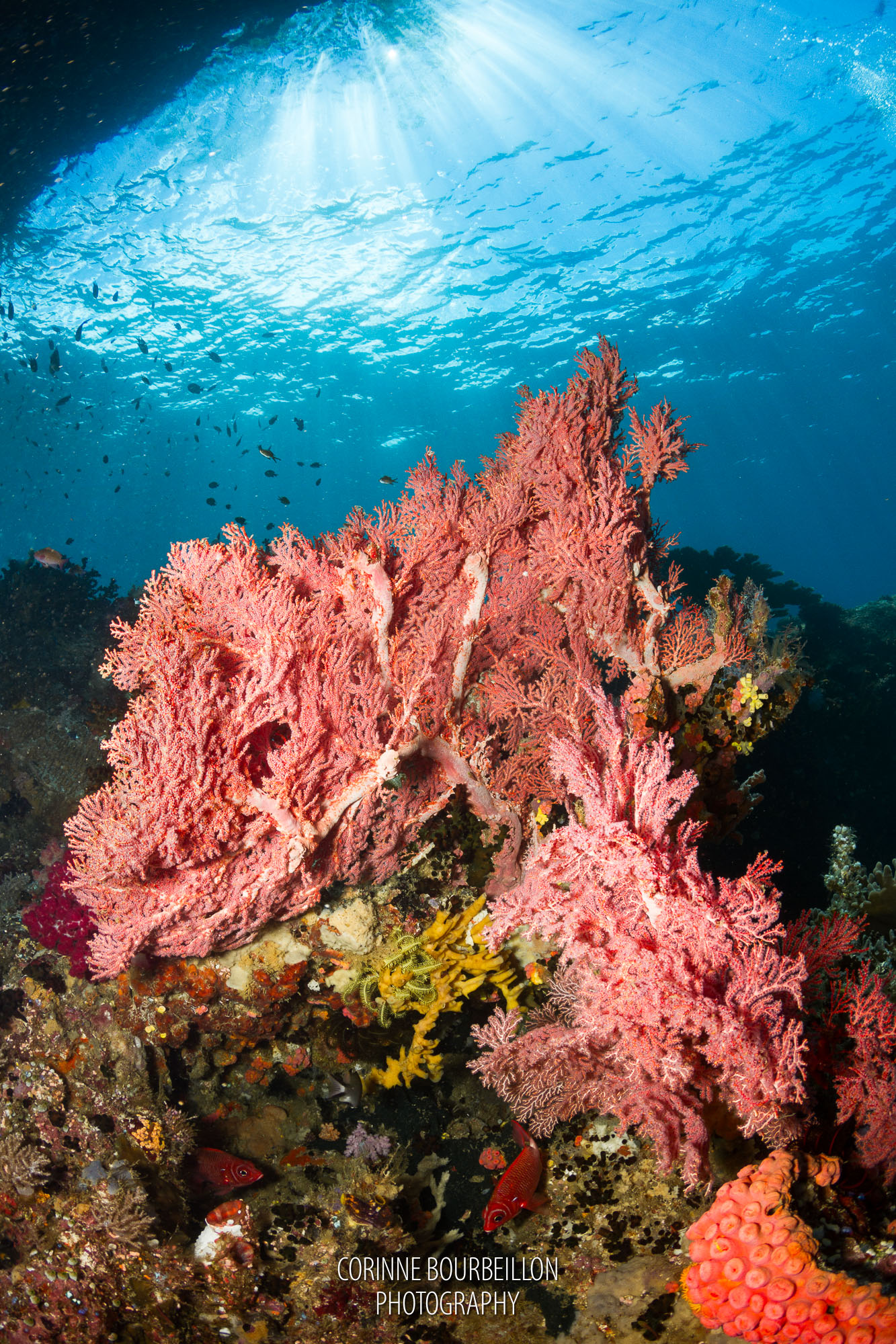 beautiful soft corals in raja ampat