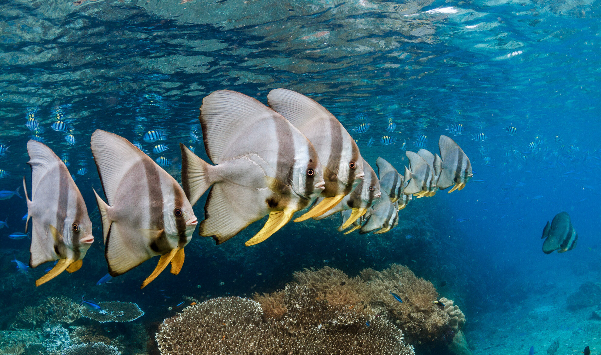 school of batfish in raja ampat snorkeling