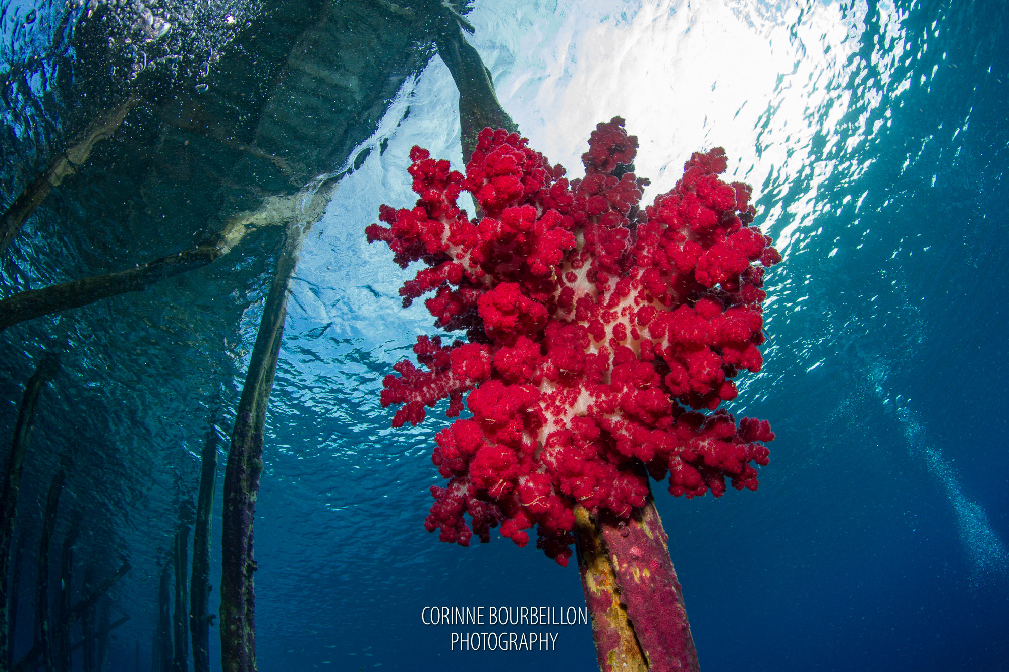 soft corals on yenbuba jetty raja ampat