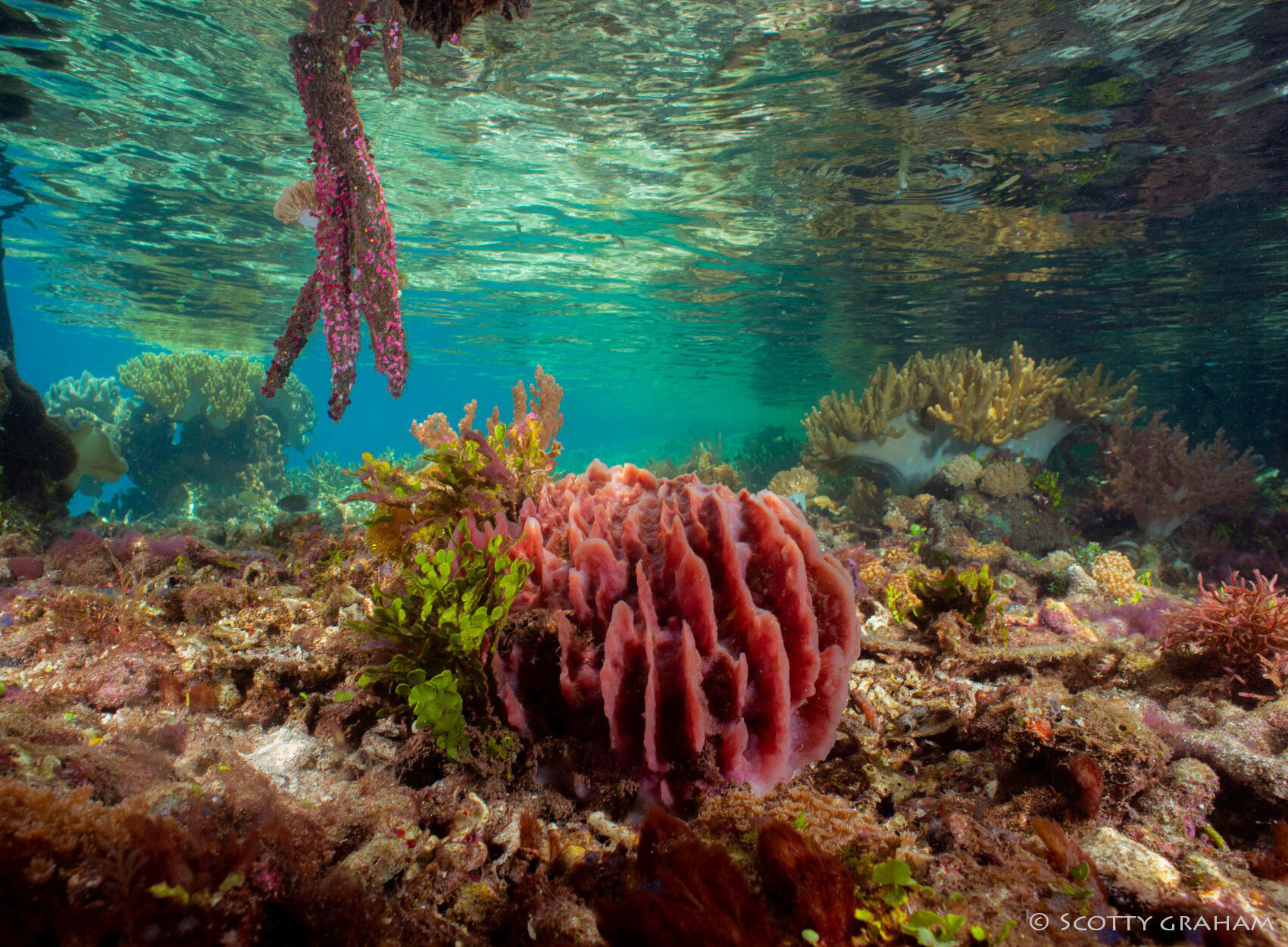 Sponges and Corals in Raja Ampat