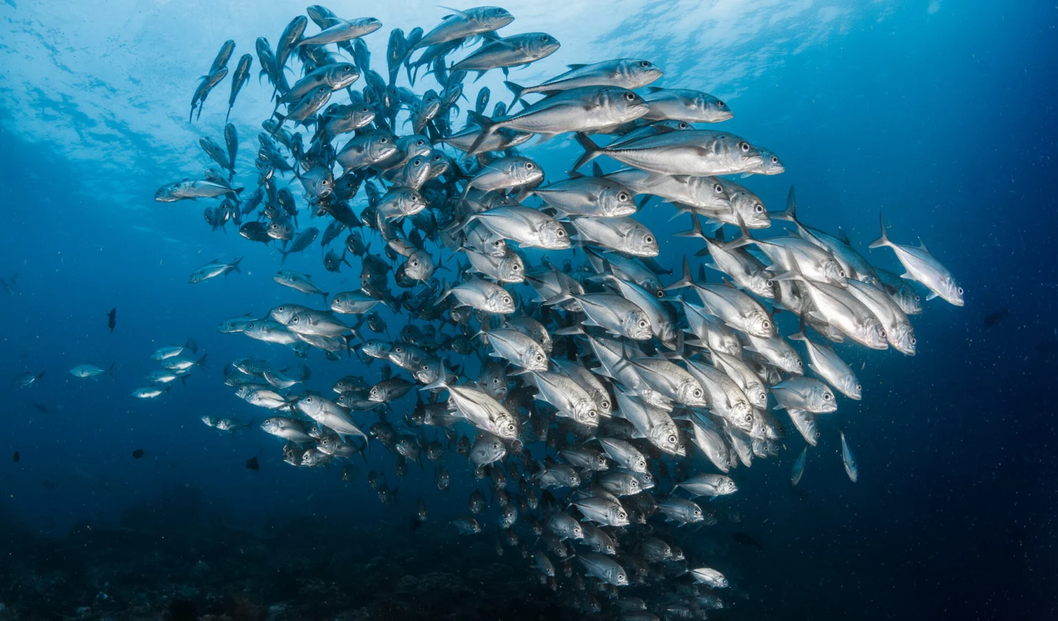school of fish in blue water