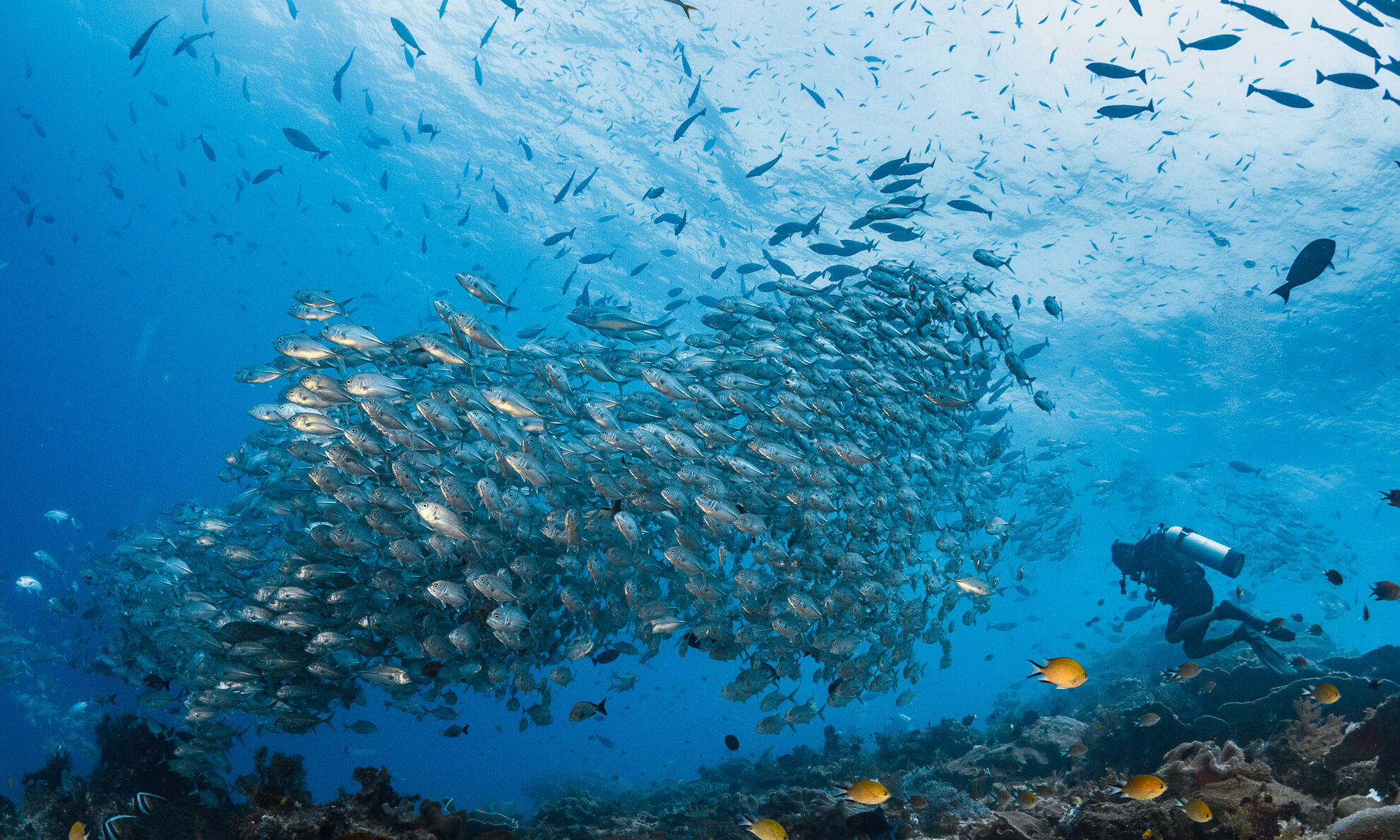 school of fish with diver underwater in blue ocean