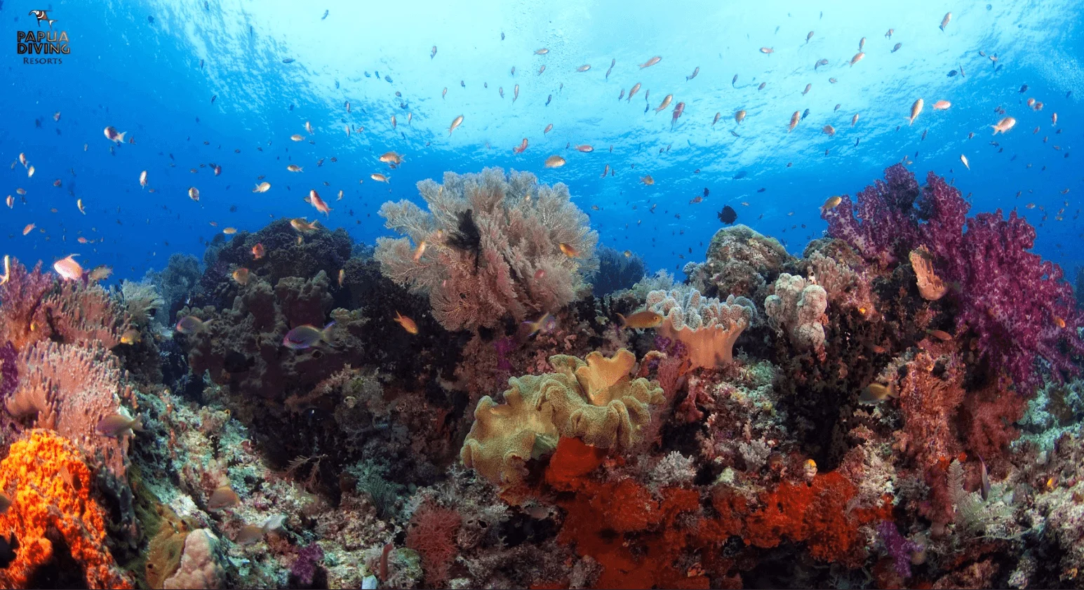 coral triangle with beautiful coral and blue water