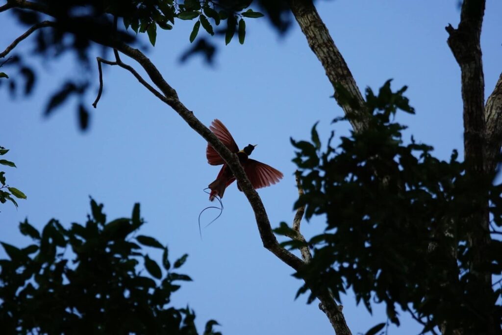 Red Bird Of Paradise