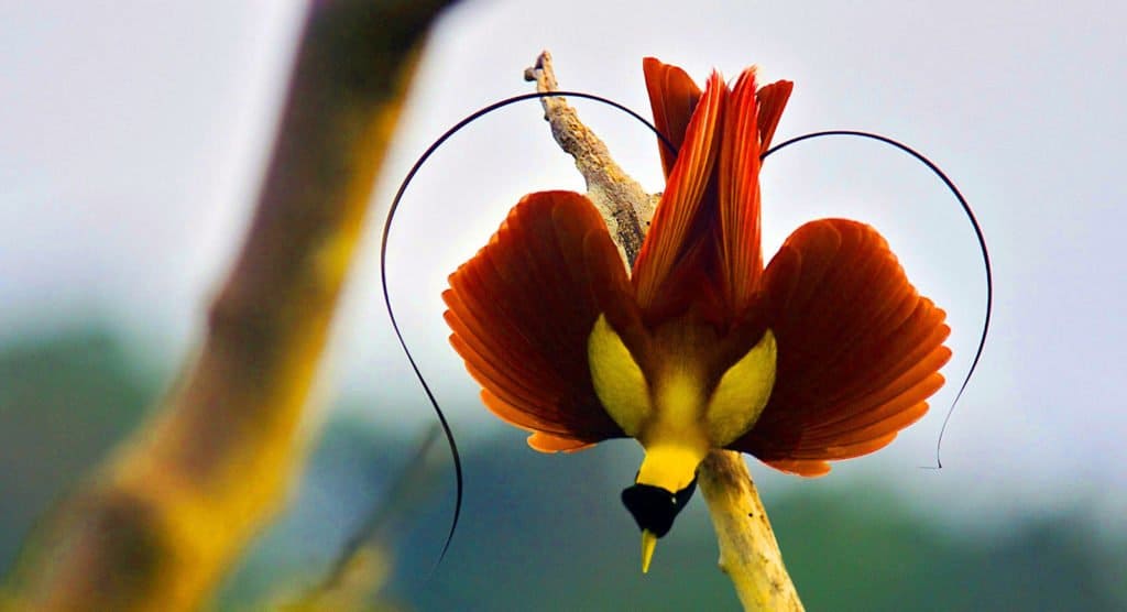 Red Bird of Paradise Raja Ampat