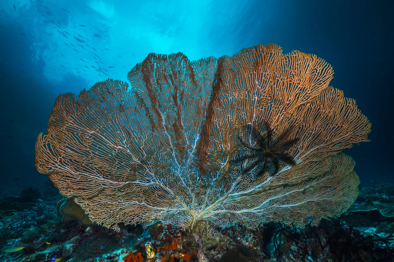 beautiful sea fan Papua Diving