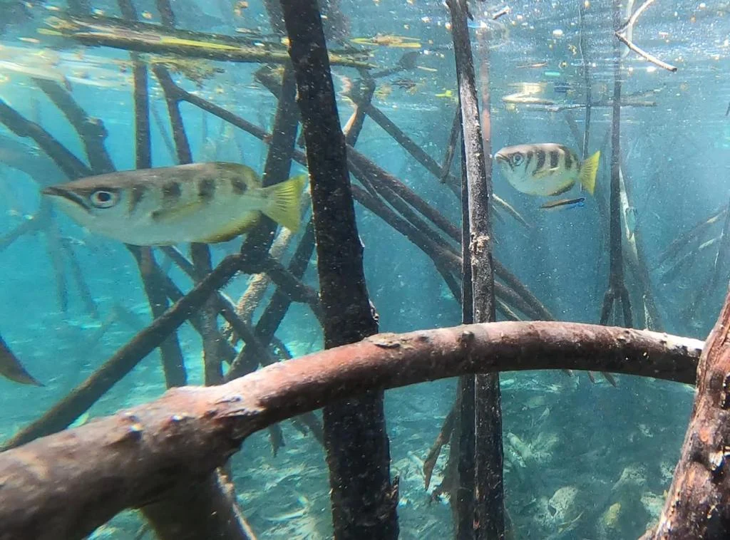 The Archer Fish Raja Ampat In Planet Earth III