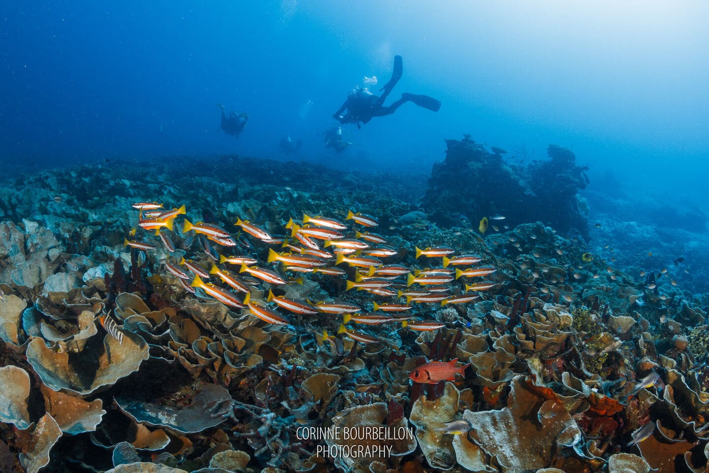school of fish with diver at Raja Ampat