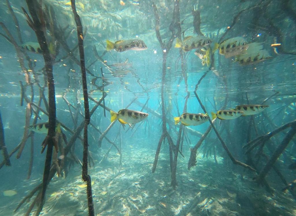 archer fish at Raja Ampat