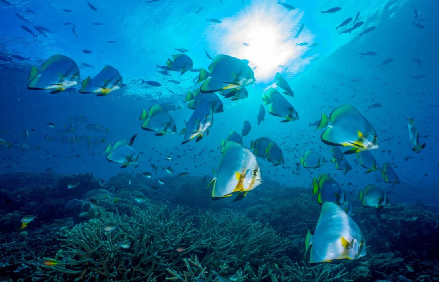 school of fish at the blue sea