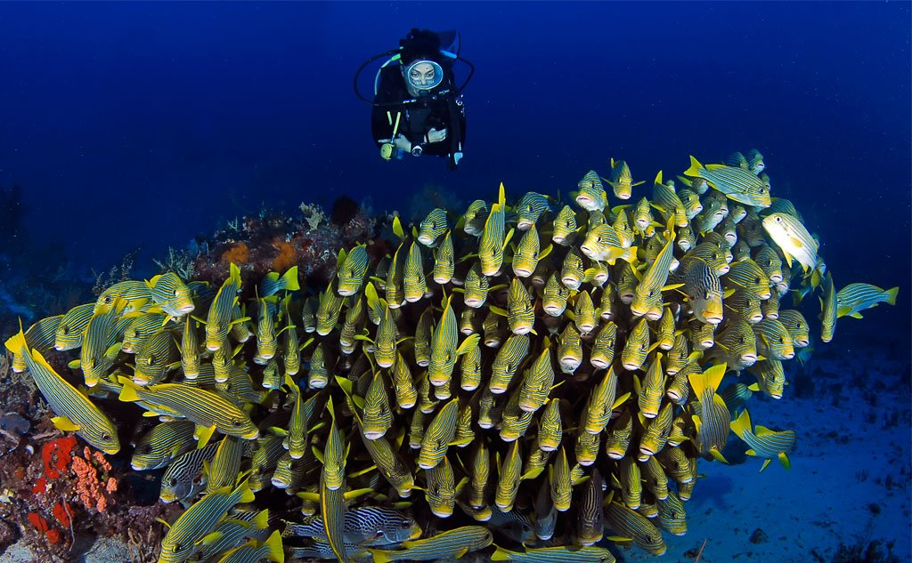 Raja Ampat Biodiversity: An Ecotourism Gem Of Indonesia