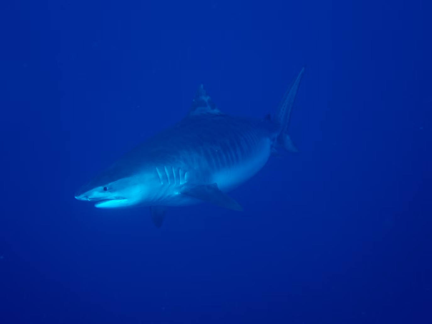 Tiger shark