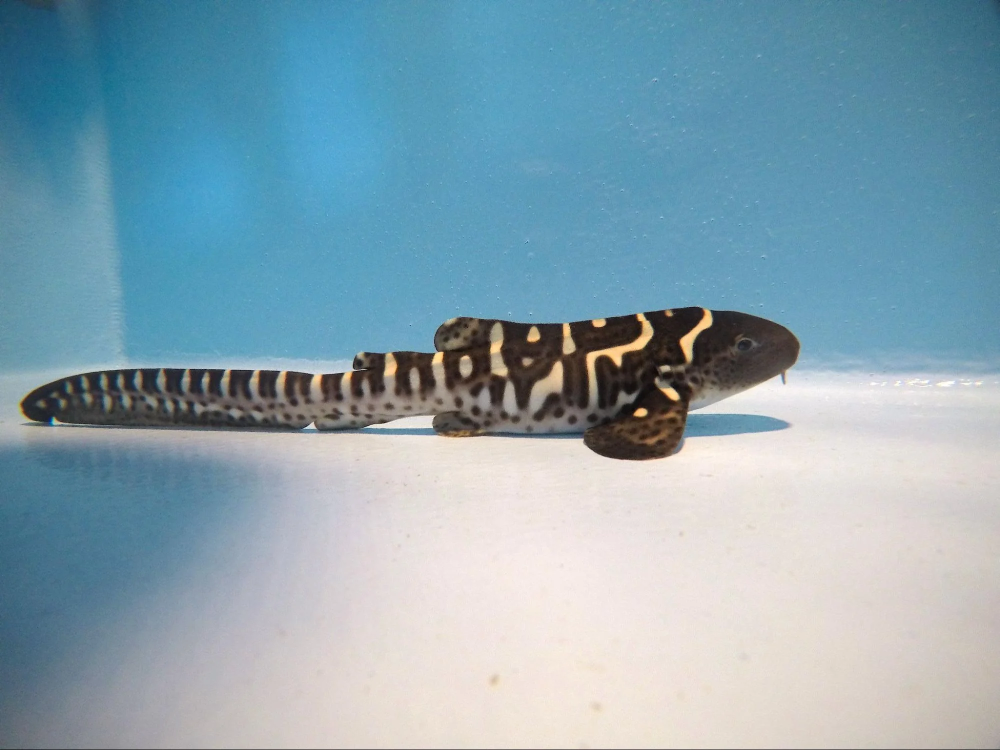 Zebra Shark Raja Ampat's Gentle Giants