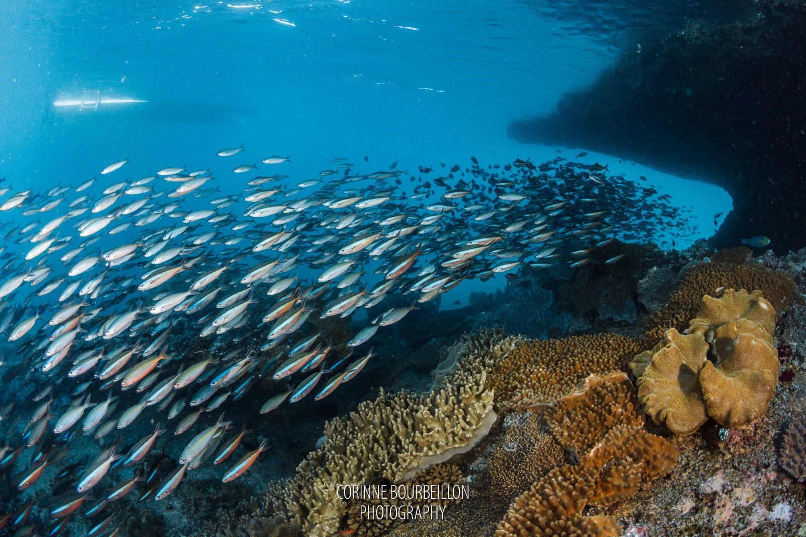 Melissa’s Garden and Mike’s Point2