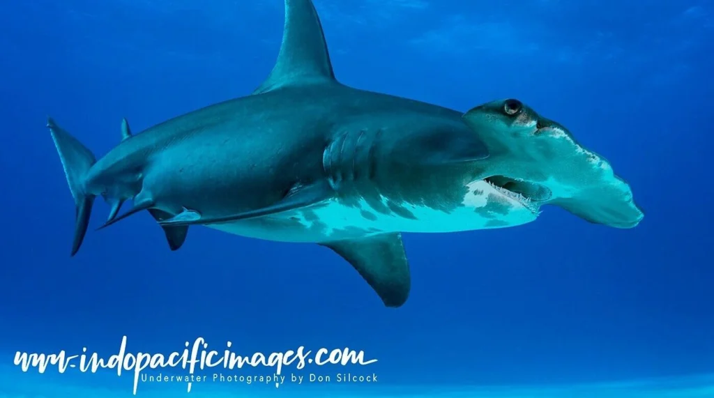 hammerhead shark