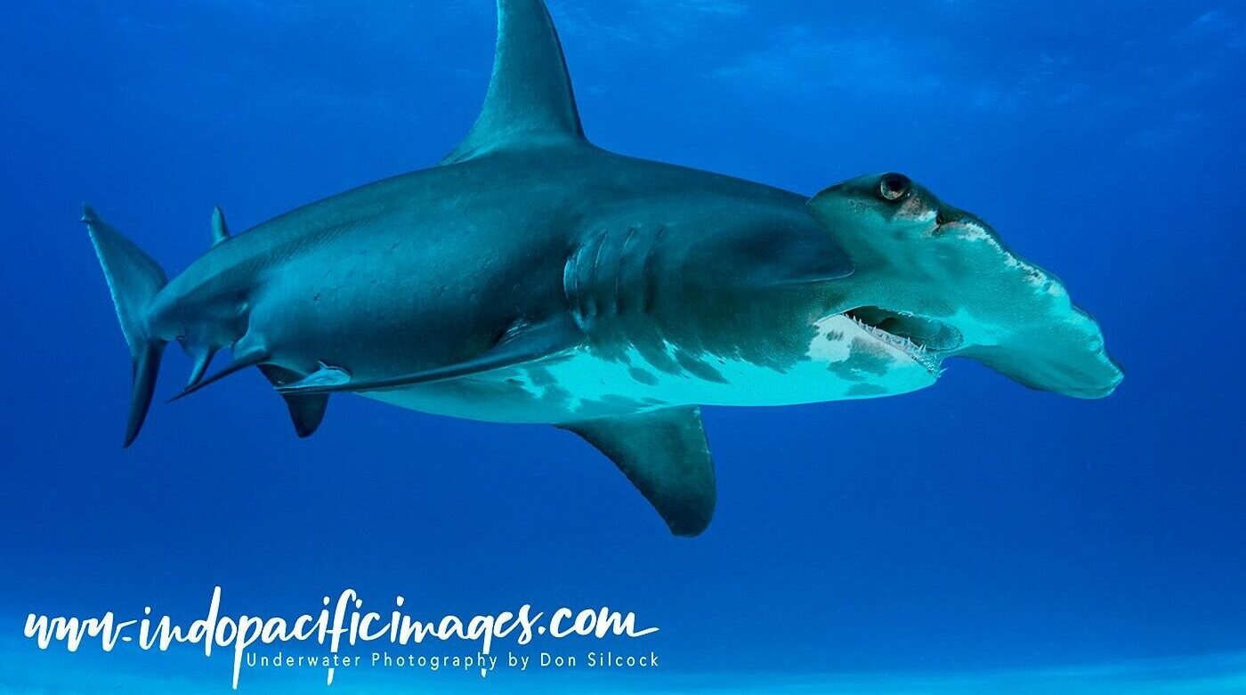 hammerhead shark