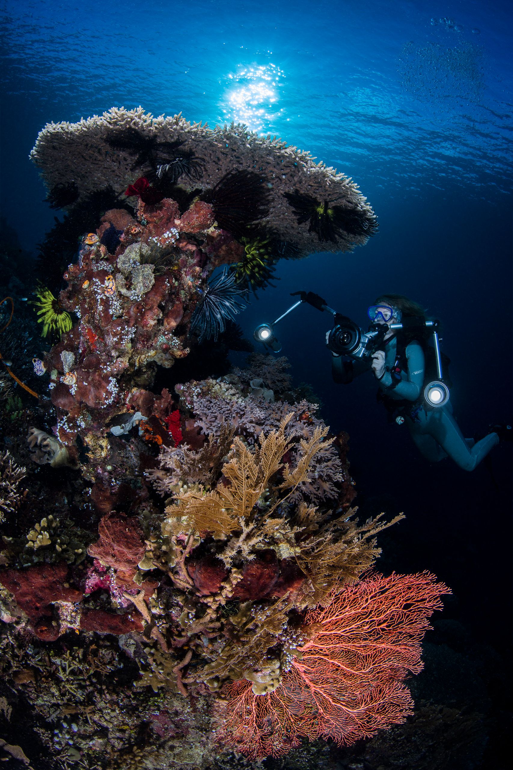 diver with beautiful coral by Papua Diving Resorts team