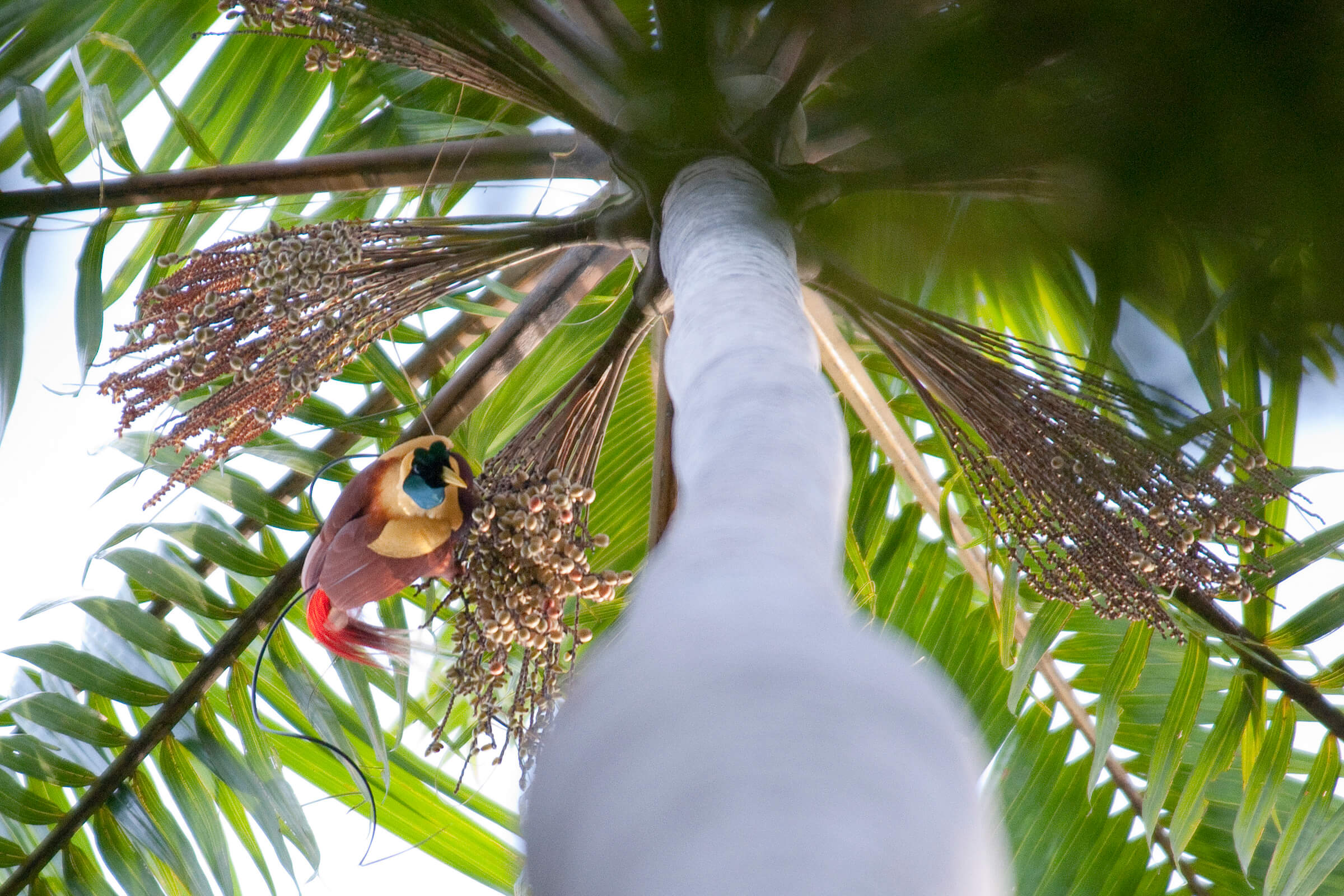 Birds Of Paradise Frits Meyst