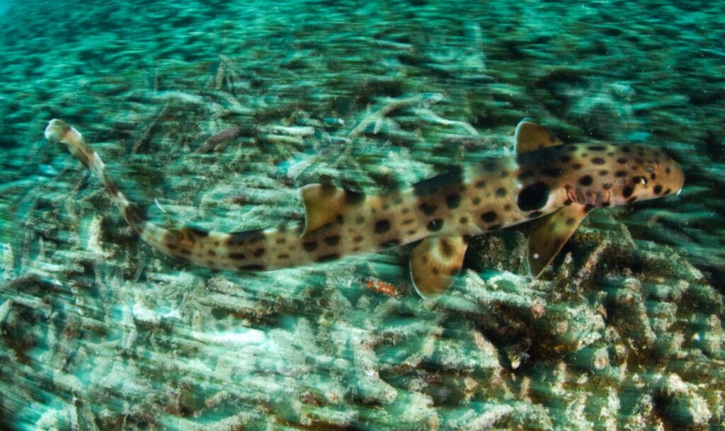 Epaulette Shark spotted on Raja Ampat - by Jennifer Hayes