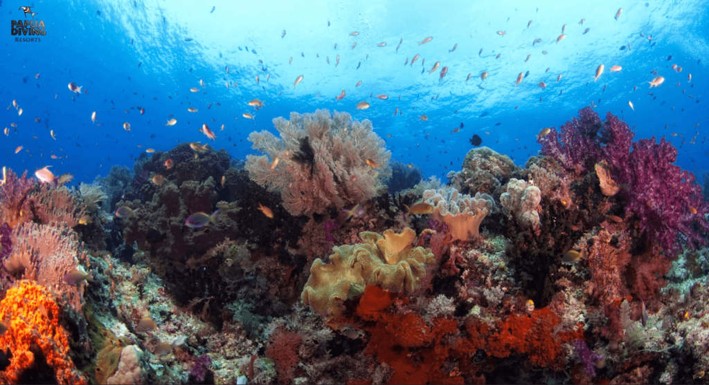 beauty coral landscape of Raja Ampat by Papua Diving Resorts