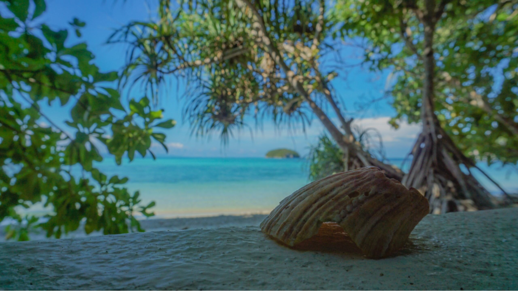 coconut shell with sea view