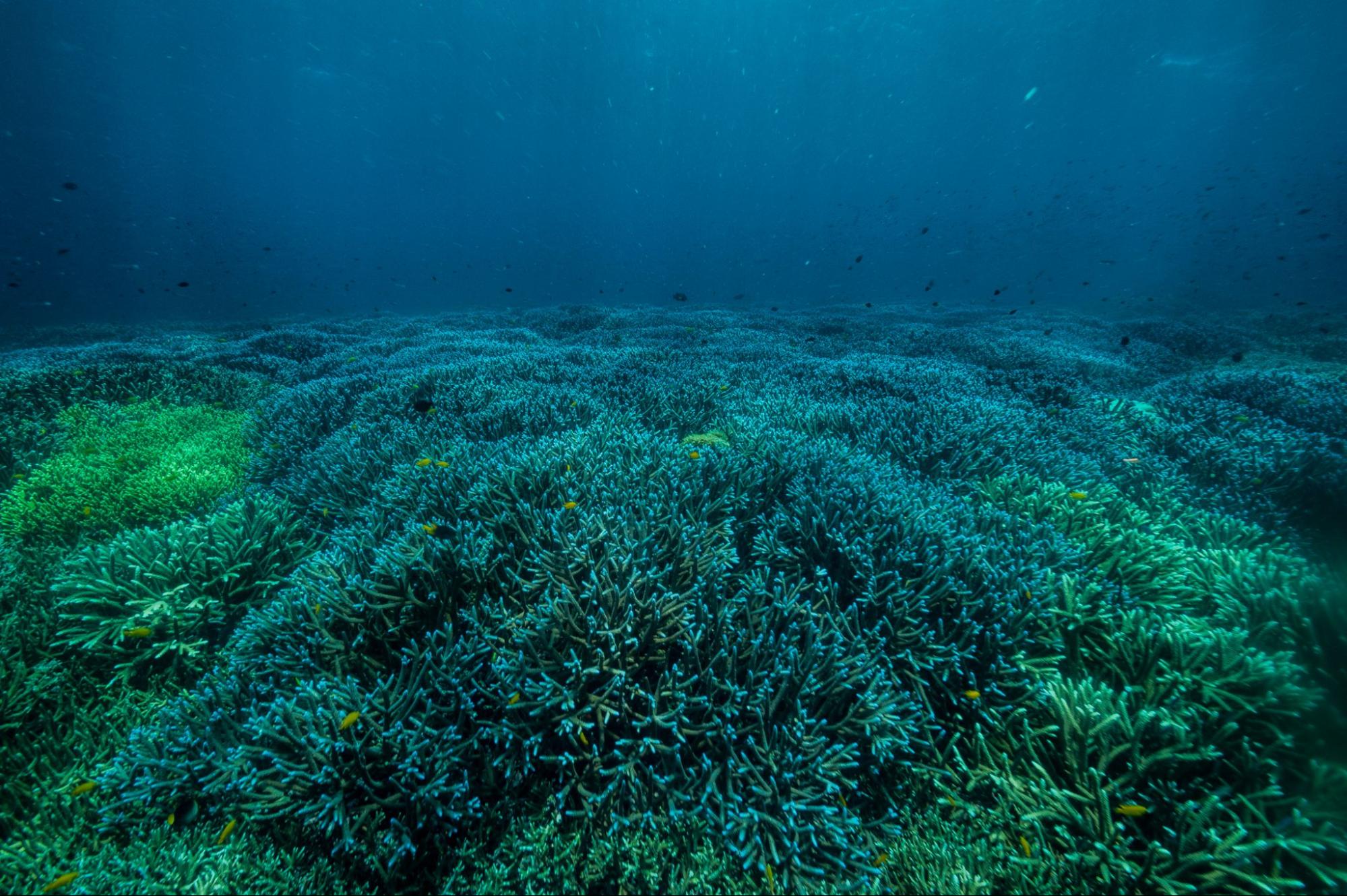 coral at Raja Ampat by Jennifer Hayes