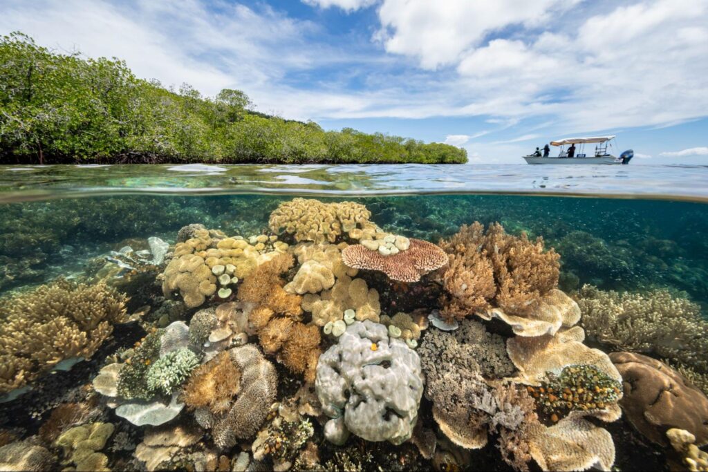 coral under the sea at Raja Ampat by Renee Capozzola