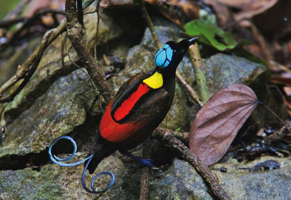 wilson's bird of paradise, Raja Ampat, Indonesia