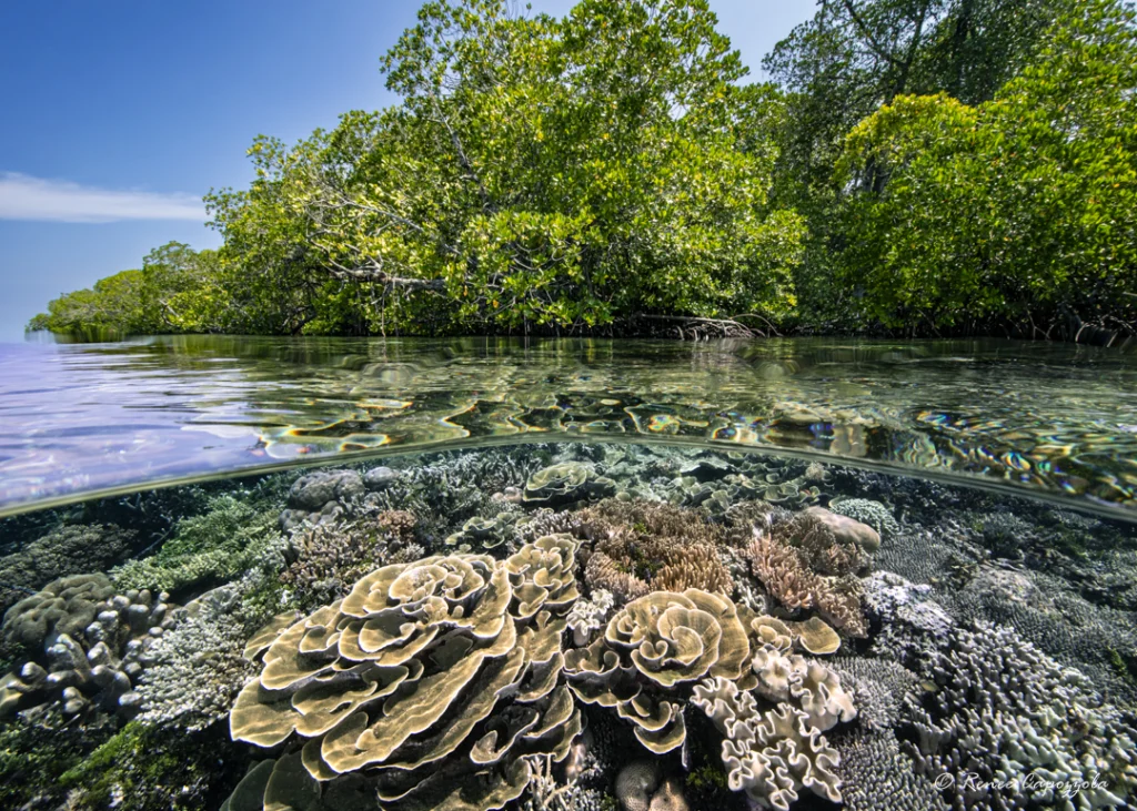 Raja Ampat Indonesia Coral Triangle
