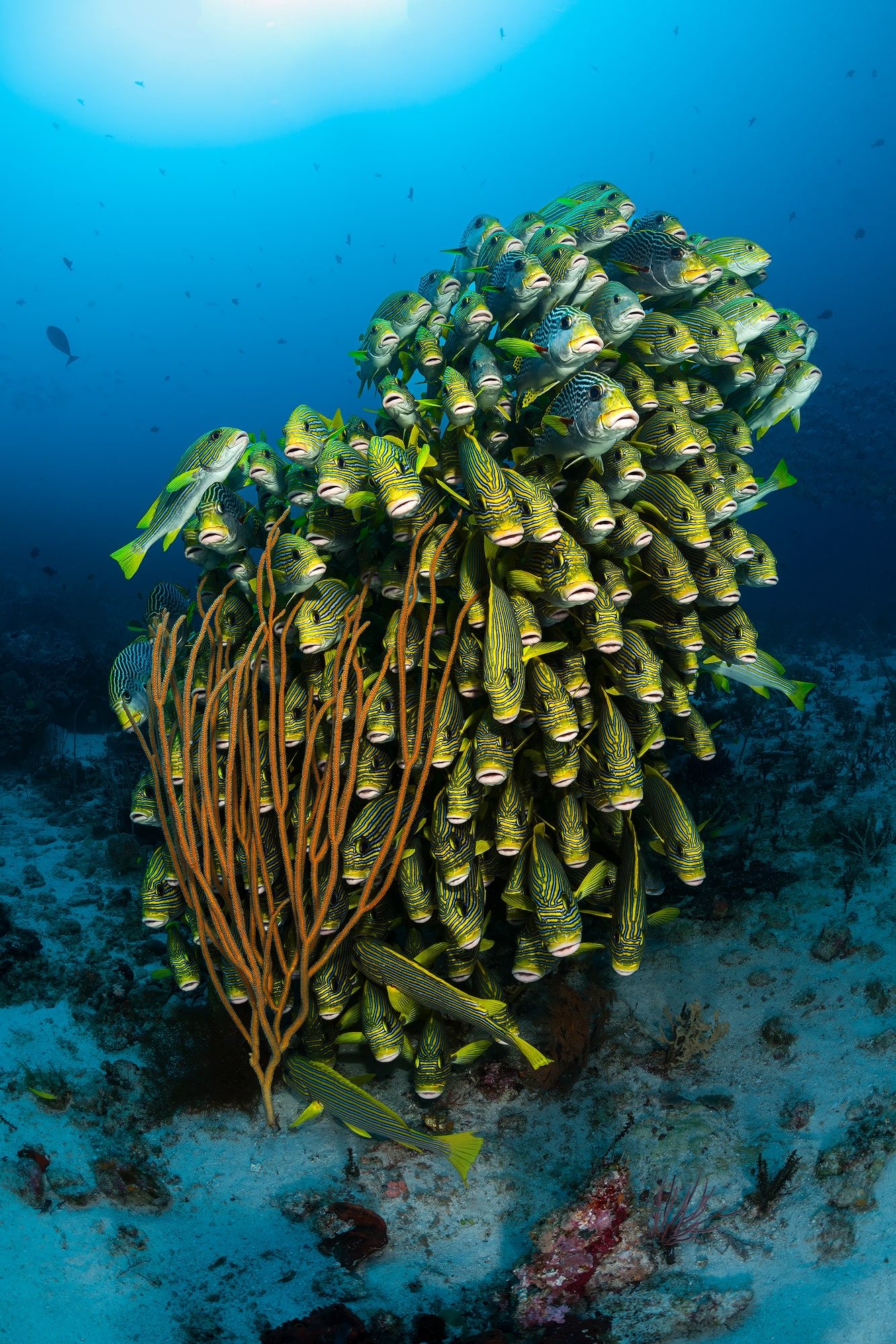 cape kri, one of raja ampat dive site with school of sweet lips