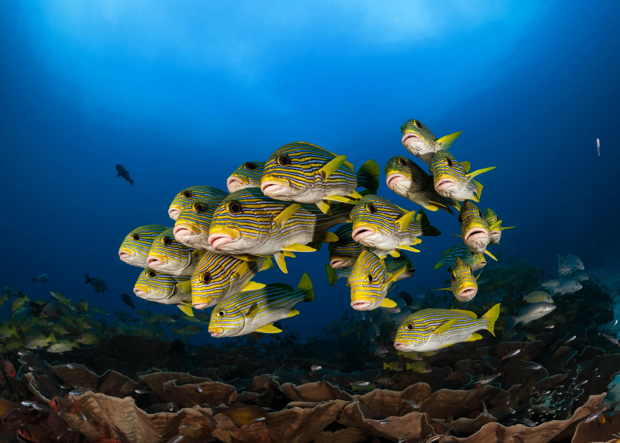 ribboned sweetlips spotted at Raja Ampat
