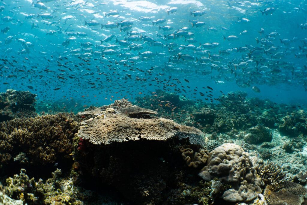 coral reef raja ampat