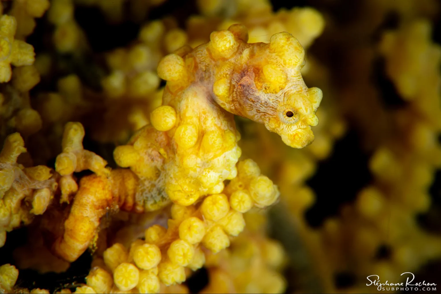 macro diving critters raja ampat