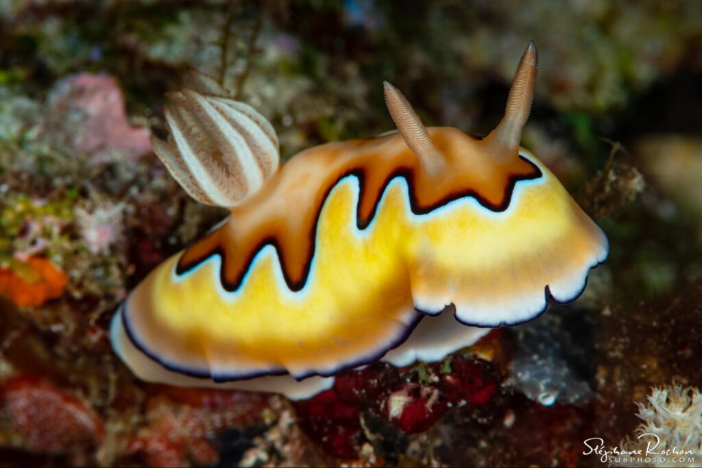 nudibranch